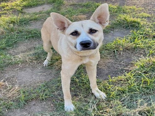 Photo of Mayra, adoptable German Shepherd Dog in Houston, Texas