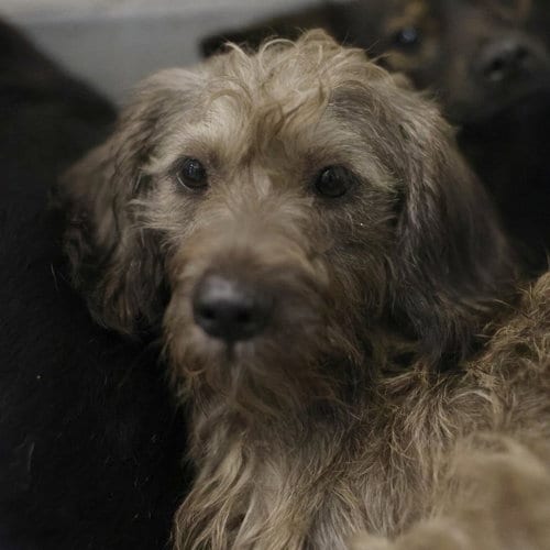 Photo of Beta, adoptable Terrier in San Antonio, Texas
