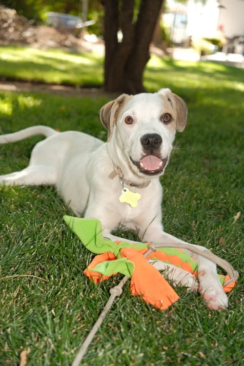 Photo of Maicena, adoptable Australian Cattle Dog/Blue Heeler in Sandy, Utah