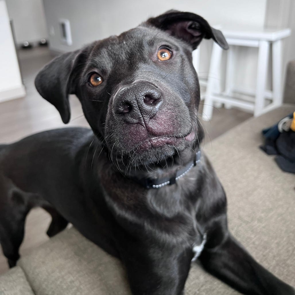 Photo of Moki, adoptable Retriever, Black Labrador / Mixed Breed (Medium) in Bend, Oregon