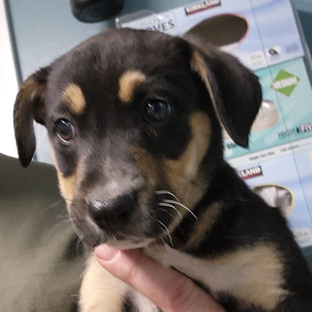 Photo of Boots, adoptable Mixed Breed (Medium) in Colville, Washington