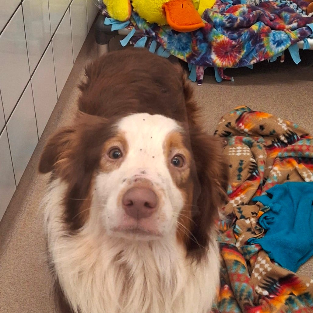 Photo of River, adoptable Collie, Border / Shepherd, Australian in Zanesville, Ohio