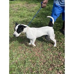 Photo of Marvin, adoptable Terrier (Unknown Type, Medium) in Doral, Florida