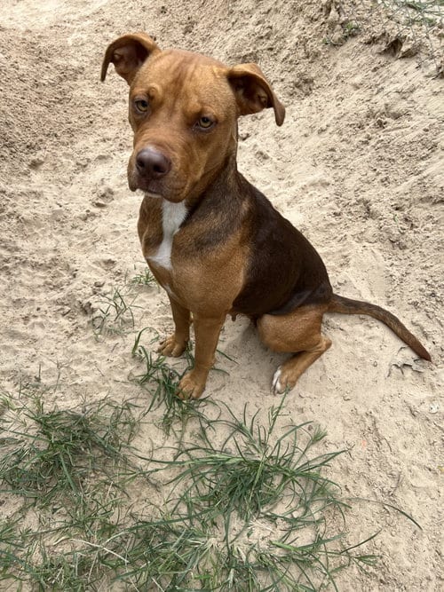 Photo of Matilda, adoptable Boxer in Gun Barrel City, Texas
