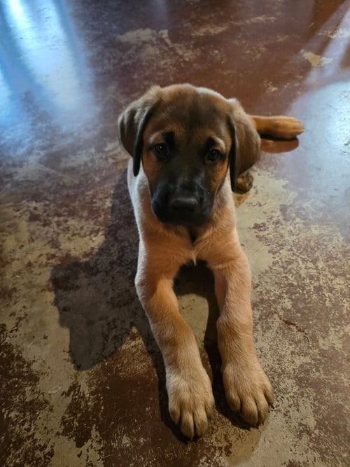 Photo of Sierra's pup King (grey), adoptable Great Dane in Bullard, Texas