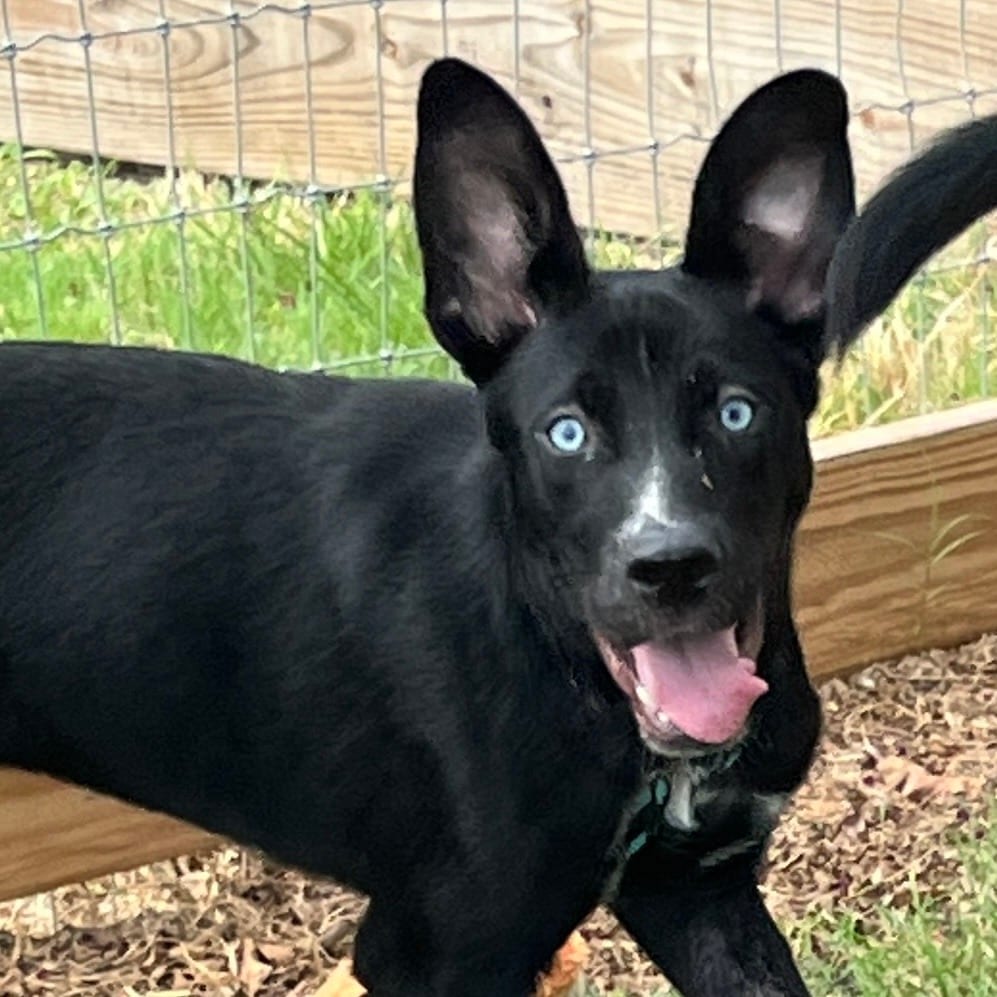 Photo of Bubblicious, adoptable Mixed Breed (Medium) in Houston, Texas