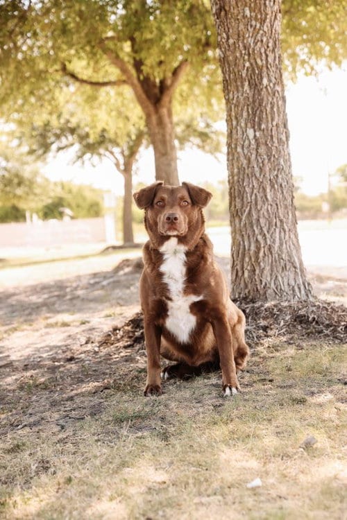 Photo of Jake, adoptable Australian Shepherd in Rockwall, Texas