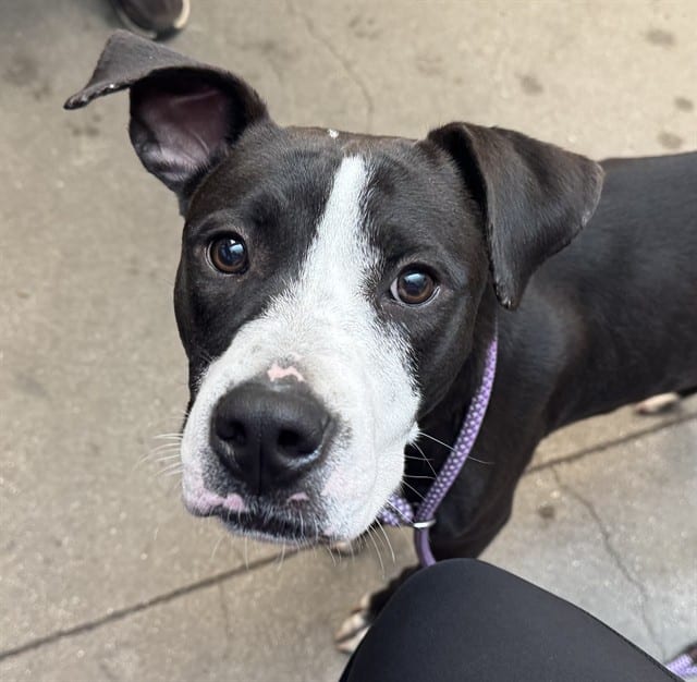 Photo of Jess, adoptable dog