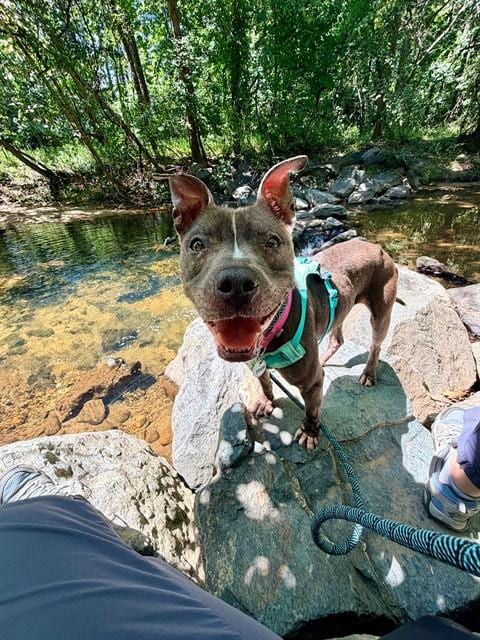 Photo of Ashley, adoptable Pit Bull Terrier in Forestville, Maryland