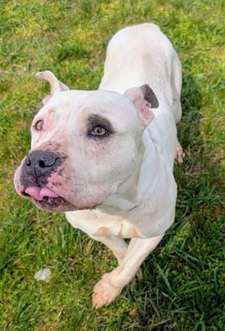 Photo of Harley Quinn, adoptable Pit Bull Terrier in Akron, Ohio