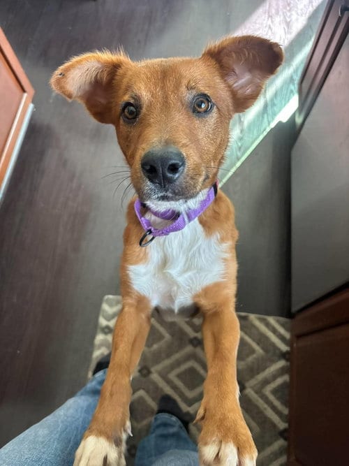 Photo of Kail, adoptable Golden Retriever in Gilberts, Illinois