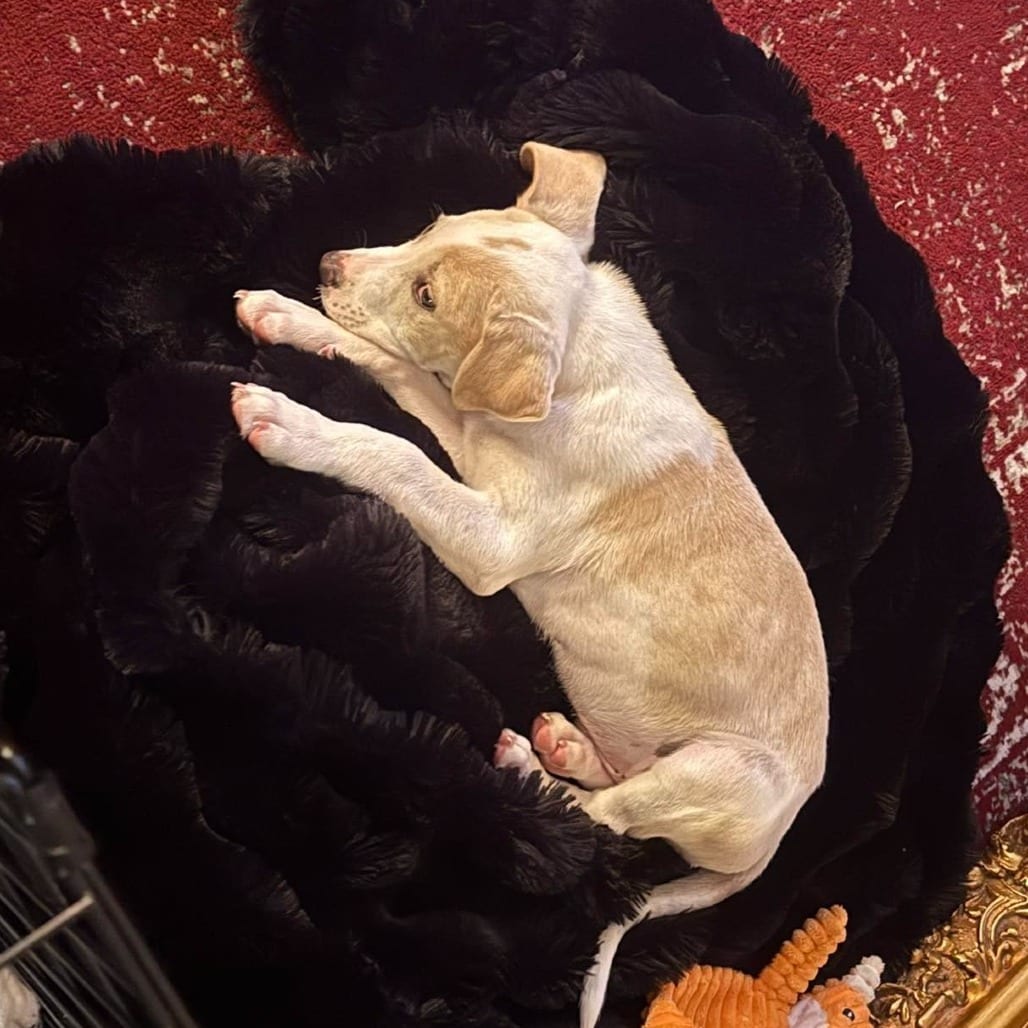 Photo of Major (p), adoptable Mixed Breed (Small) in Whitestone, New York