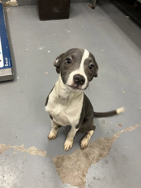 Photo of Jack, adoptable Pit Bull Terrier in Peoria, Illinois