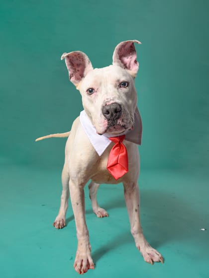 Photo of Carver, adoptable dog in Atlanta, Georgia