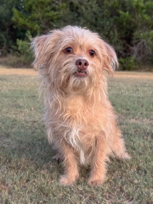 Photo of Harper, adoptable Terrier in PIPE CREEK, Texas