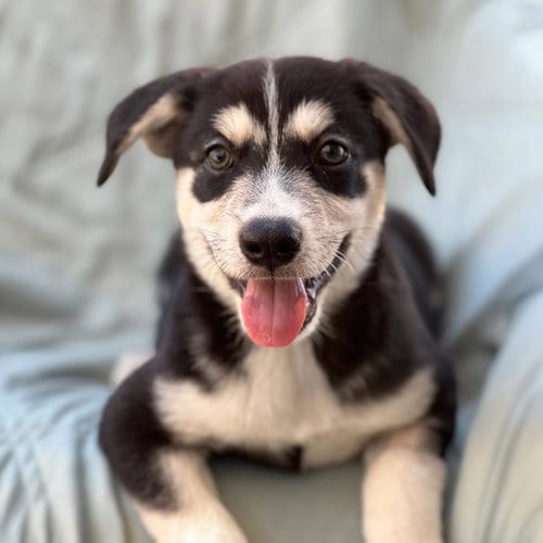 Photo of Napoleon Dynamite Pup - Trisha, adoptable Labrador Retriever in San Diego, California