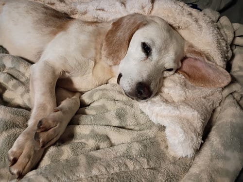 Photo of Bangles, adoptable Beagle in Germantown, Ohio