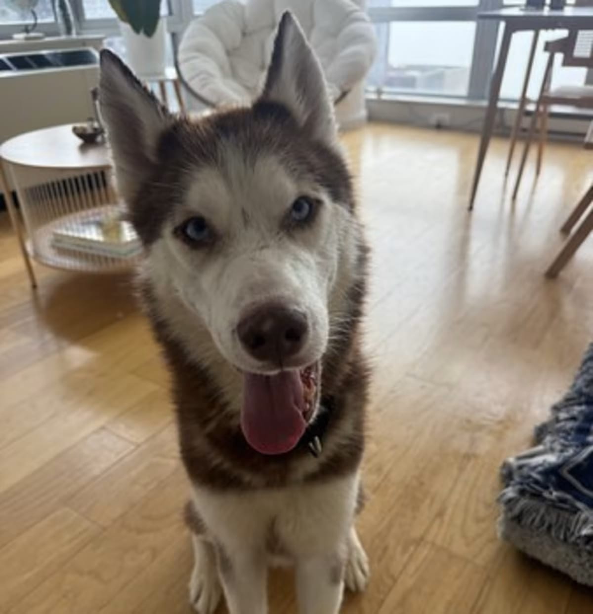 Photo of Balto, adoptable Mutt in New York, New York