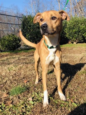 Photo of Rudy, adoptable American Pit Bull Terrier in Greensbo, North Carolina
