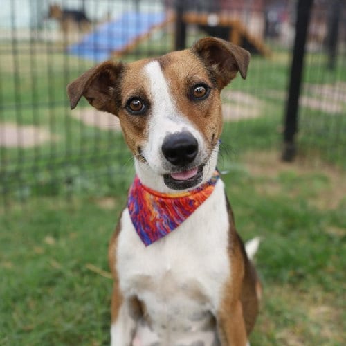 Photo of Trixie, adoptable Terrier in San Antonio, Texas
