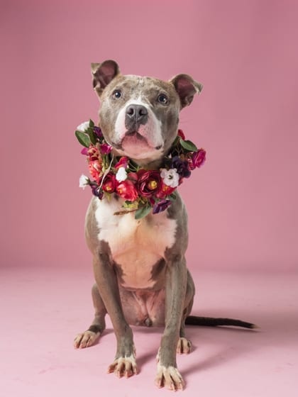 Photo of Wing, adoptable dog in Atlanta, Georgia