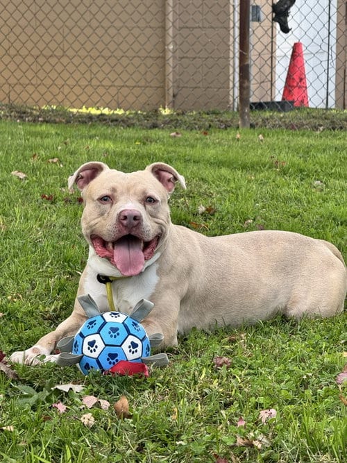 Photo of Enzo, adoptable American Staffordshire Terrier in Perth Amboy, New Jersey