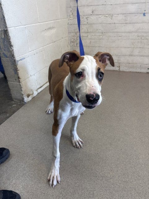 Photo of Cookie Butter, adoptable Pit Bull Terrier in San Bernardino, California