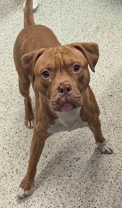 Photo of Tundra, adoptable dog in Atlanta, Georgia