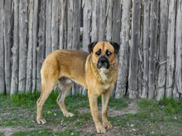 Photo of Mudge, adoptable Mixed Breed in Santa Fe, New Mexico