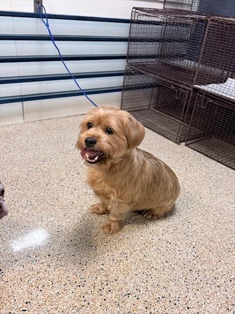 Photo of Noah, adoptable Yorkshire Terrier Yorkie in Miami, Florida