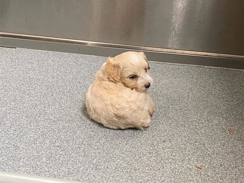 Photo of Meeko, adoptable Poodle (Miniature) in Orange, California