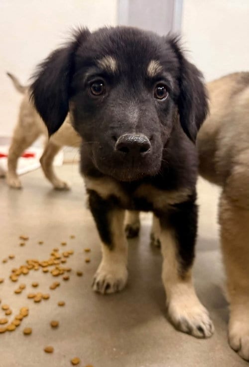 Photo of Walnut, adoptable Flat-coated Retriever in Cave Creek, Arizona