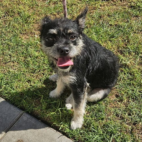Photo of Russell, adoptable Border Terrier in Camarillo, California
