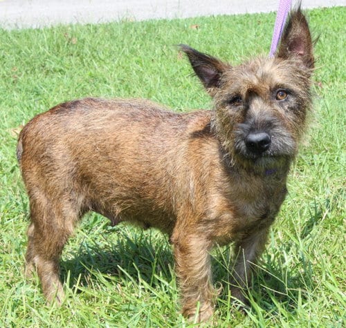 Photo of Poppy 44366, adoptable Terrier in Prattville, Alabama