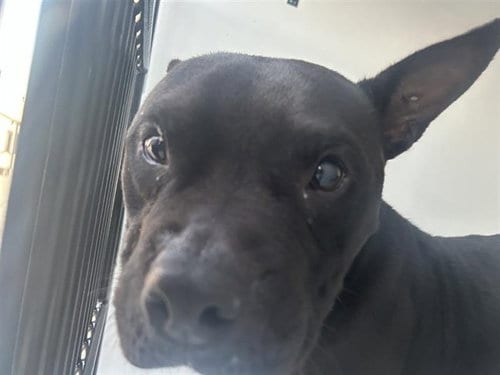 Photo of A663611, adoptable Pit Bull Terrier in Houston, Texas