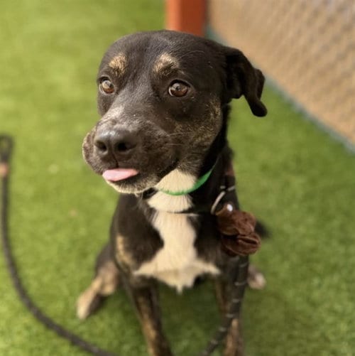 Photo of Tucker, adoptable Dutch Shepherd in Phoenix, Arizona