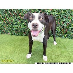 Photo of Cookie, adoptable Mixed Breed (Medium) in West Palm Beach, Florida