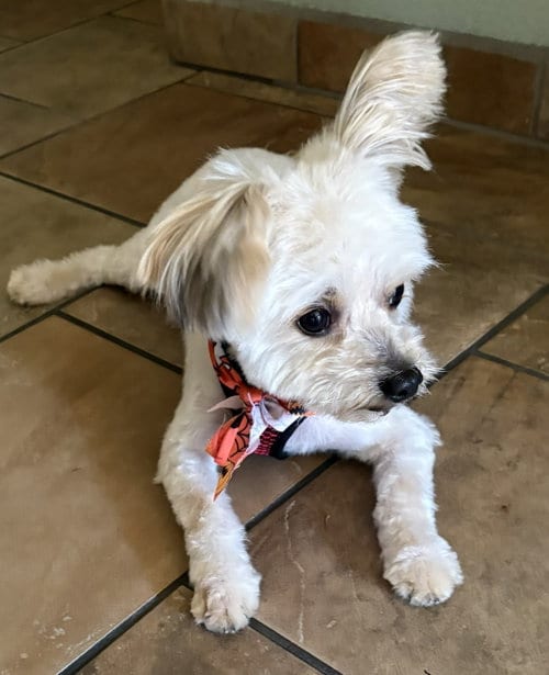 Photo of Ricky, adoptable Maltese in San Jose, California