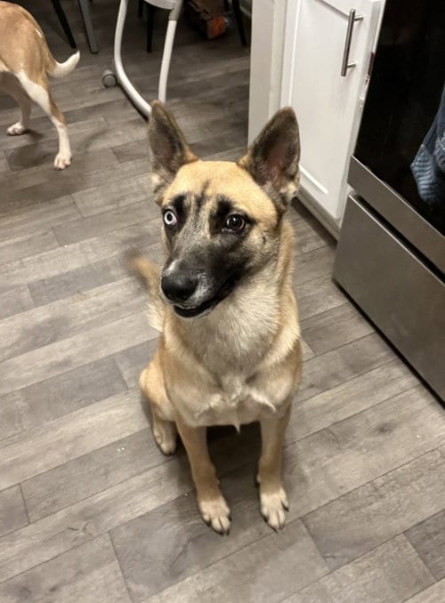Photo of Alaska (CL), adoptable German Shepherd Dog in Durham, North Carolina