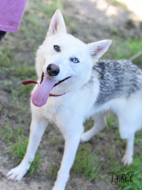 Photo of Delilah, adoptable Husky in Montgomery, Texas