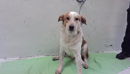 Photo of Russ, adoptable Australian Cattle Dog/Blue Heeler in Houston, Texas
