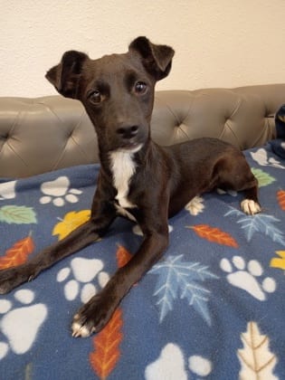 Photo of Artie, adoptable Chihuahua - Smooth Coated and Jack (Parson) Russell Terrier