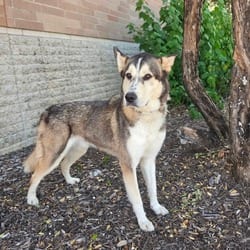 Photo of Jim JuM, adoptable Husky in Hartford, Connecticut