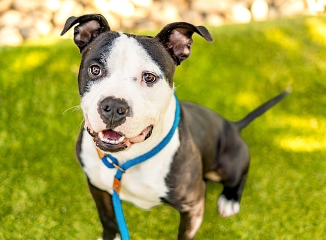 Photo of Orion, adoptable Staffordshire Bull Terrier in San José, California