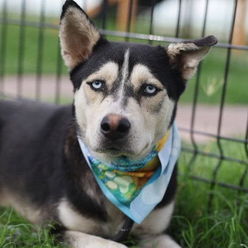 Photo of Buddy, adoptable Husky in San Antonio, Texas