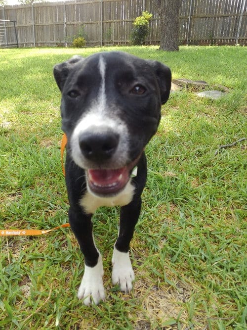 Photo of Zoey, adoptable Labrador Retriever in San Antonio, Texas