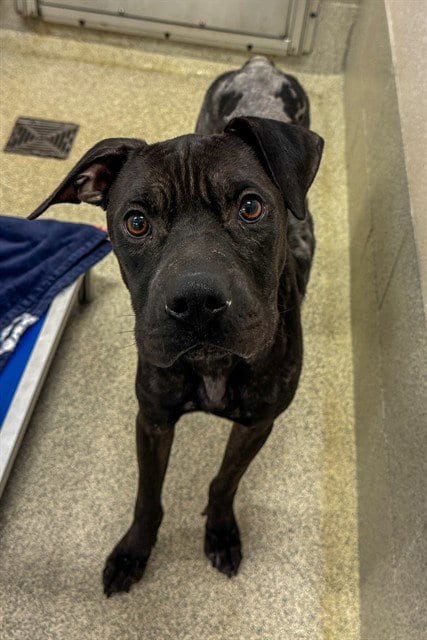 Photo of Nico, adoptable Pit Bull Terrier in Statesville, North Carolina