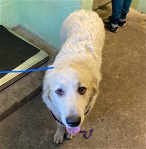 Photo of Sally, adoptable Great Pyrenees in Sacramento, California