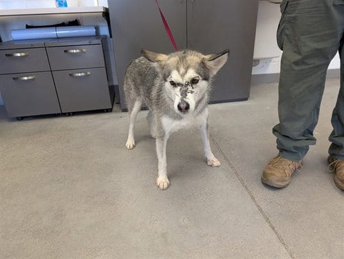 Photo of Tinka, adoptable Husky in Mesa, Arizona
