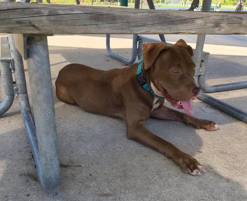 Photo of Honey, adoptable American Staffordshire Terrier in Holly Springs, North Carolina